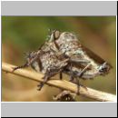 Tolmerus atricapillus - Raubfliege 04.jpg